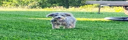 Mini Bernedoodle dogs for sale: Polly - Ad 4