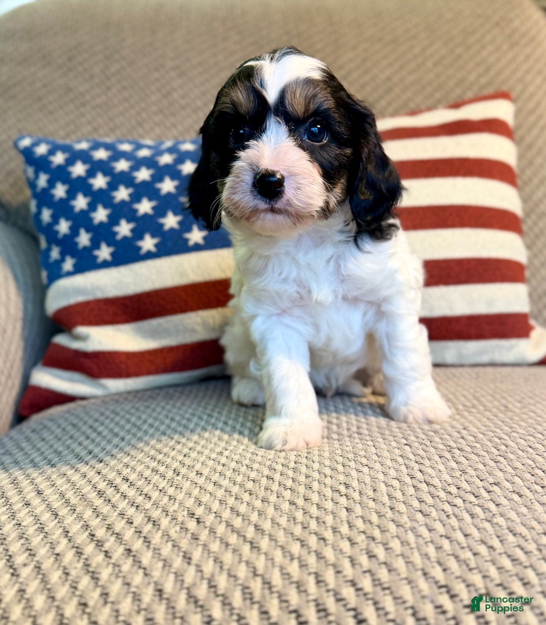 Cavapoo dogs for sale: Frosty - Ad 5