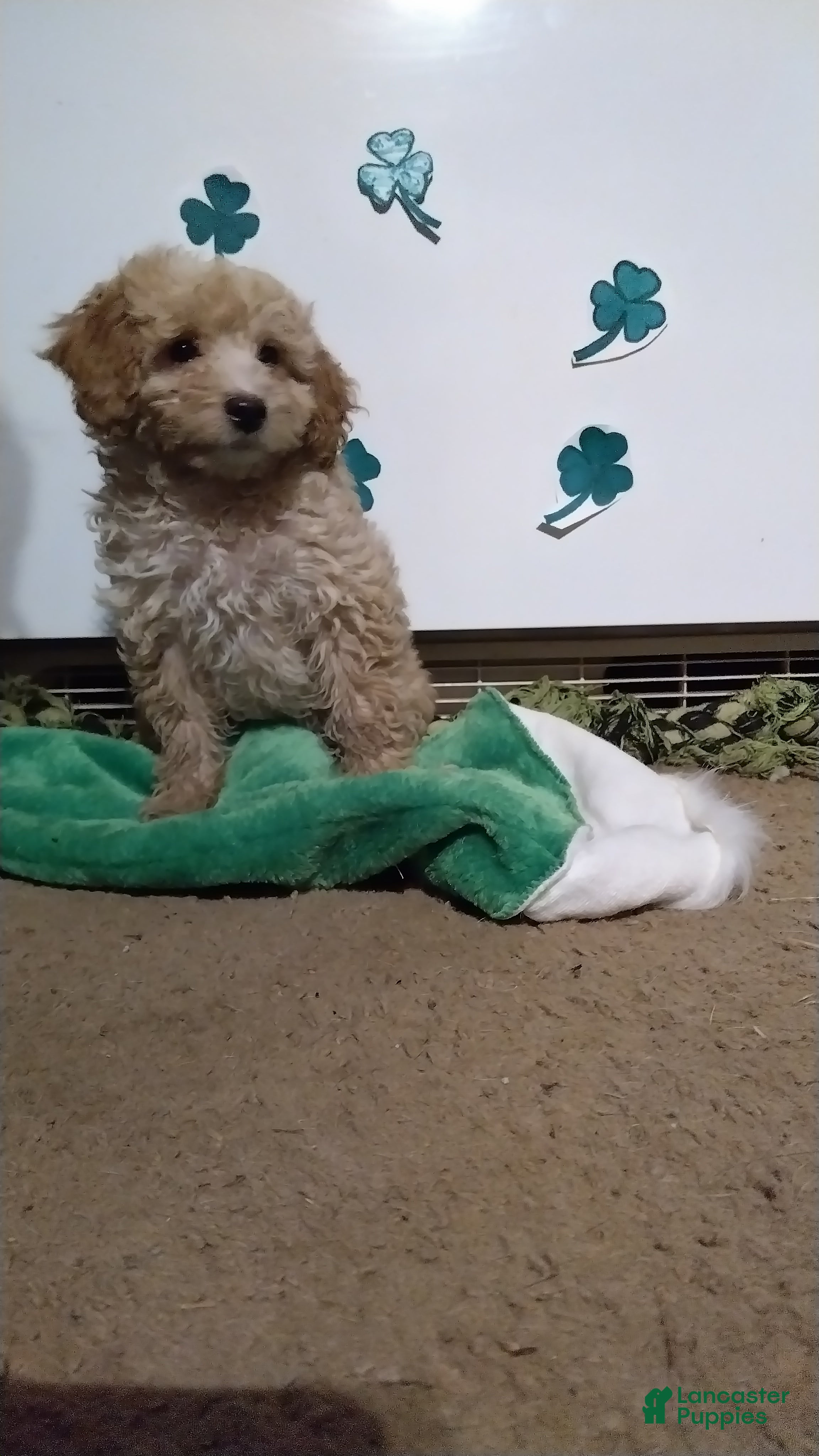 Cavapoochon dogs Teddy - Ad 2