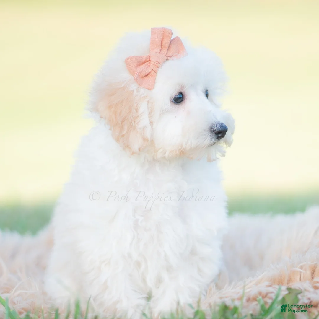 Mini Goldendoodle dogs for sale: Zuzu - Ad 2