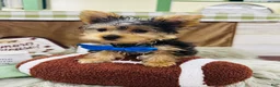 Yorkshire Terrier dogs for sale: Snickers - Ad 16