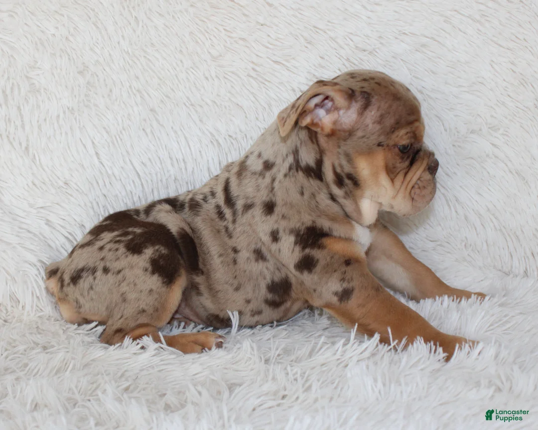 English Bulldog dogs for sale: Kyah - Ad 2