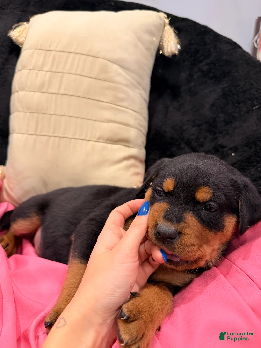 Rottweiler dogs for sale: Rottweiler Puppy 1 - Ad 4