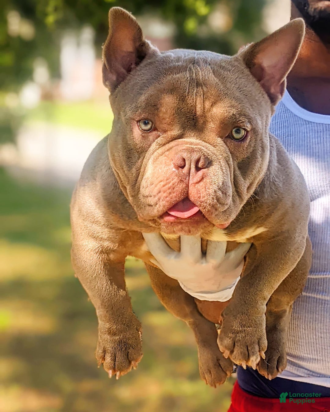 Gallery Image {{count}}