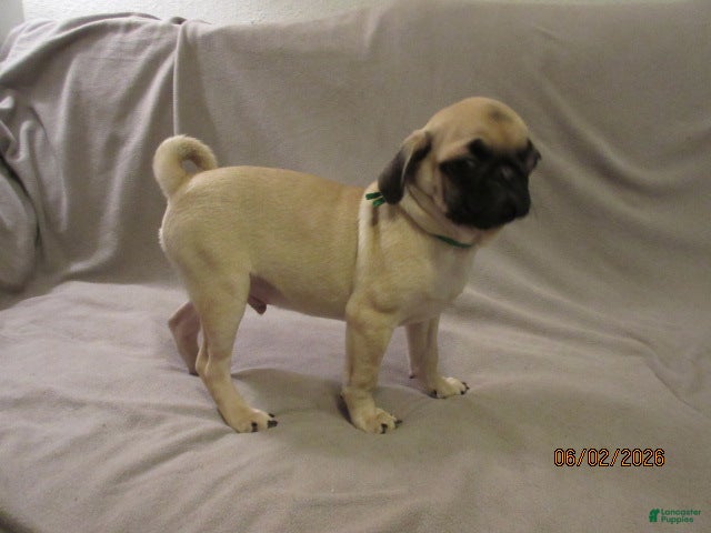 Pug dogs for sale: Pug Puppy 2 - Ad 10