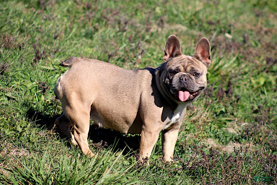 French Bulldog dogs for sale: Astro - Ad 8