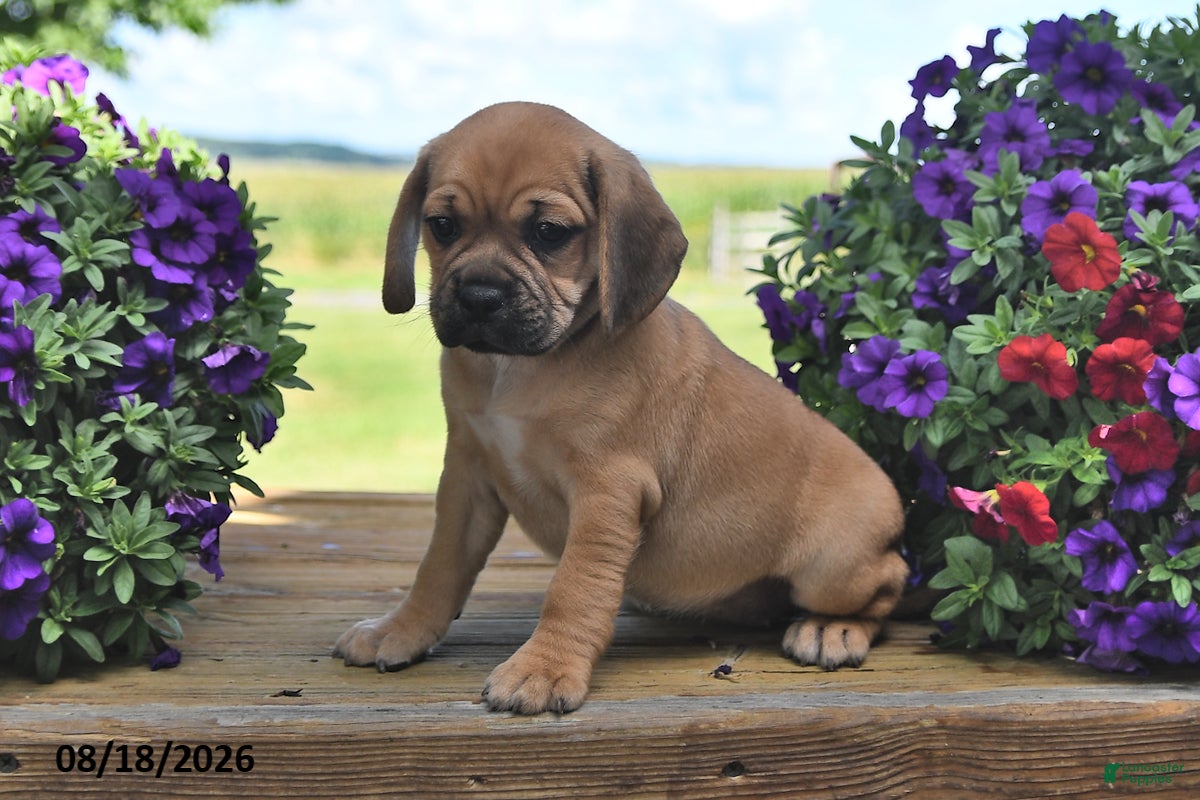 Puggle dogs Sophie - Ad 2
