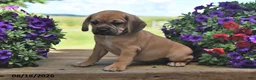 Puggle dogs for sale: Sophie - Ad 2