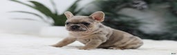 French Bulldog dogs for sale: Megan - Ad 3