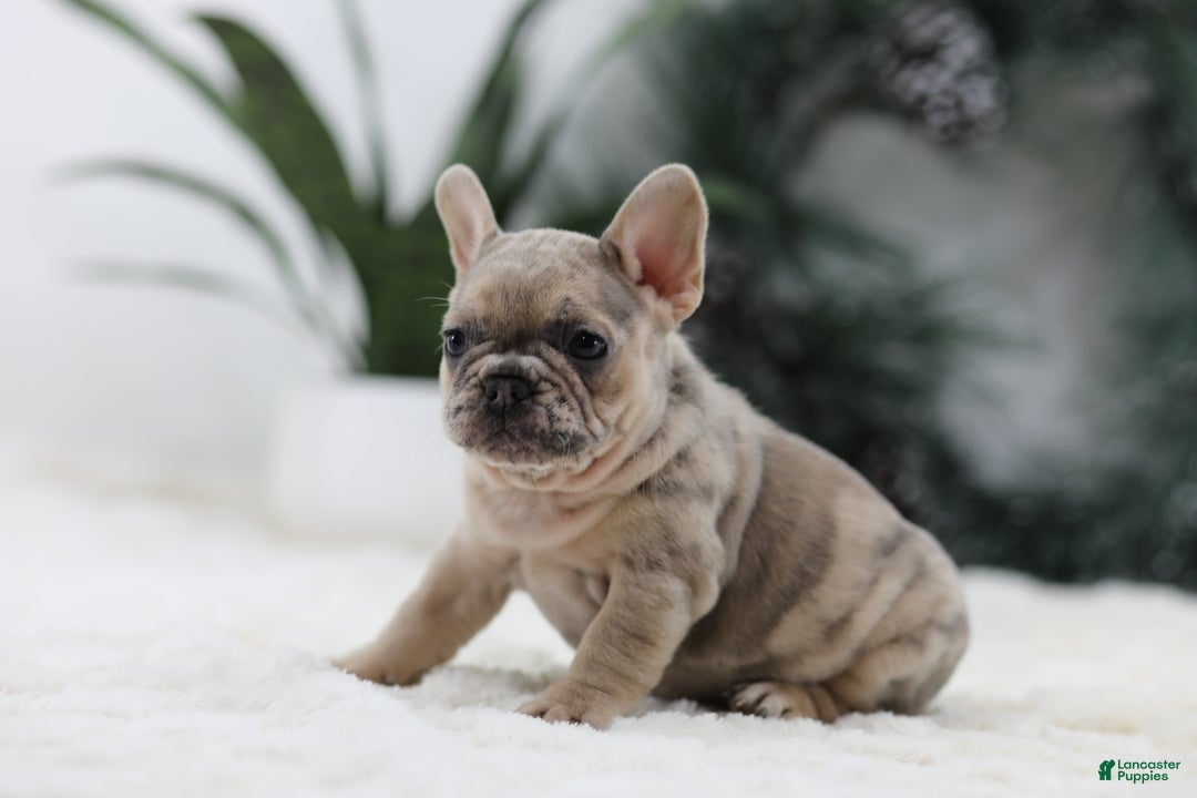 French Bulldog dogs for sale: Megan - Ad 3