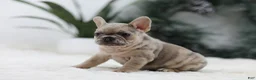French Bulldog dogs for sale: Megan - Ad 3
