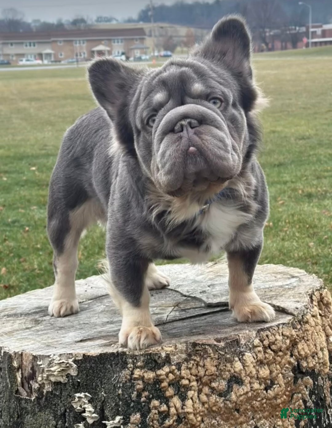 French Bulldog dogs for sale: Canon - Ad 8