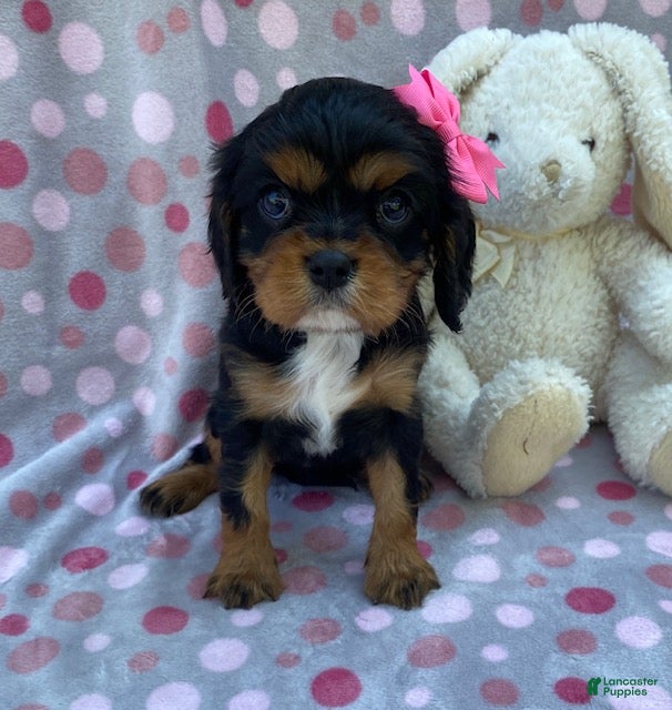 Cavalier King Charles Spaniel dogs Olivia - Ad 1