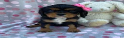 Cavalier King Charles Spaniel dogs for sale: Olivia - Ad 3