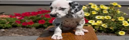 Dalmatian dogs for sale: Chloe - Ad 3