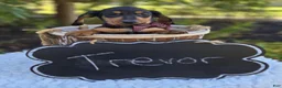 Miniature Dachshund dogs for sale: Trevor - Ad 3