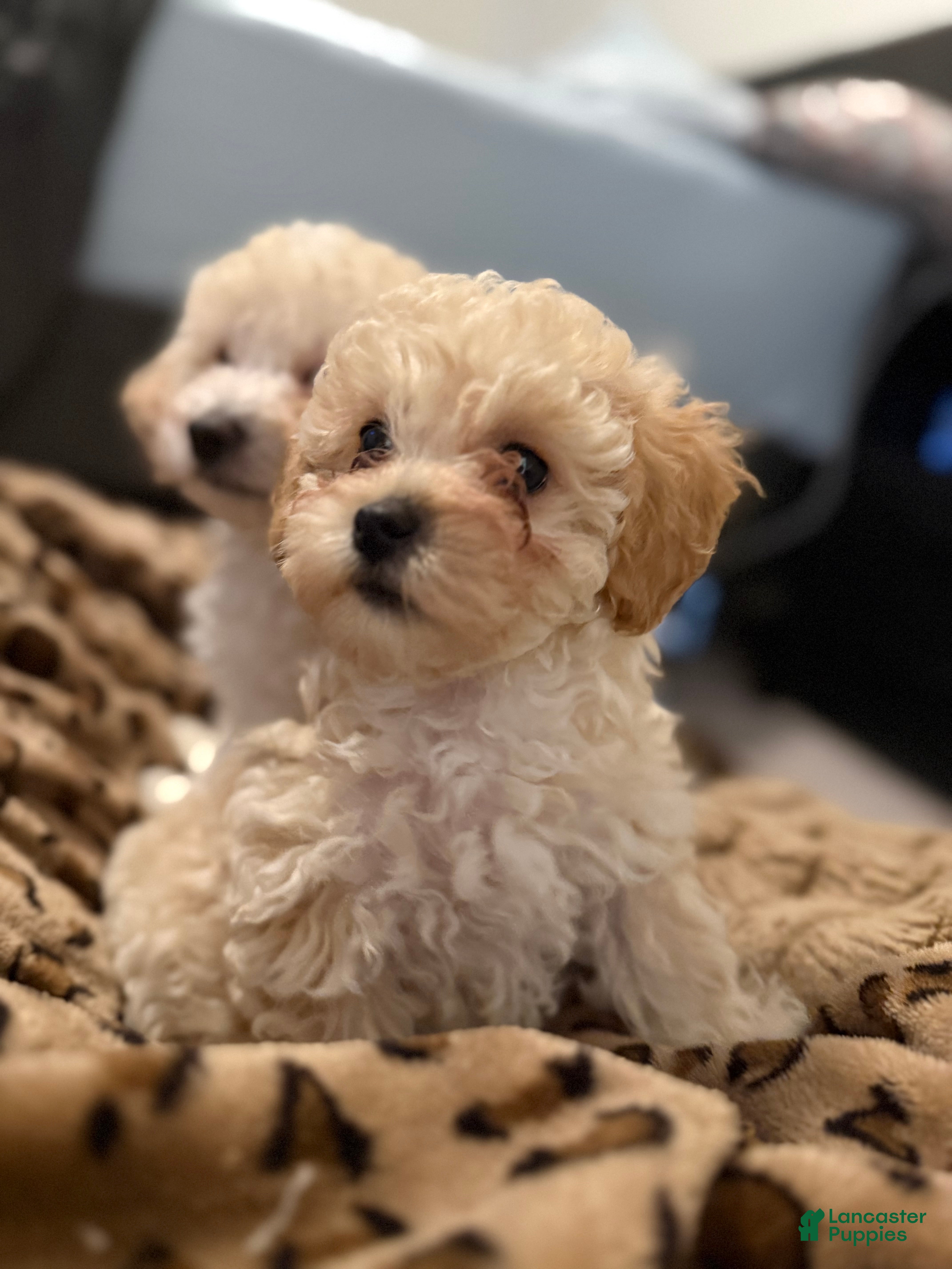Toy Poodle dogs Toy Poodle 2 - Ad 1