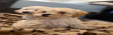 Toy Poodle 2