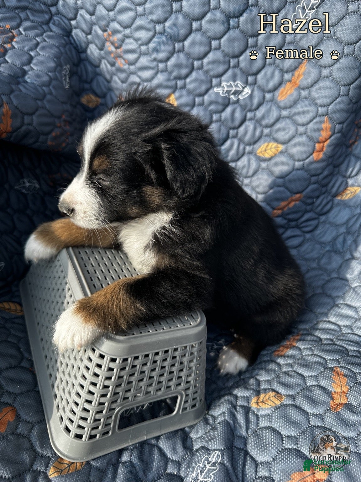 Australian Shepherd dogs for sale: Hazel - Ad 17