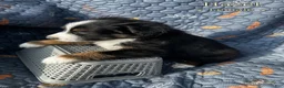 Australian Shepherd dogs for sale: Hazel - Ad 1