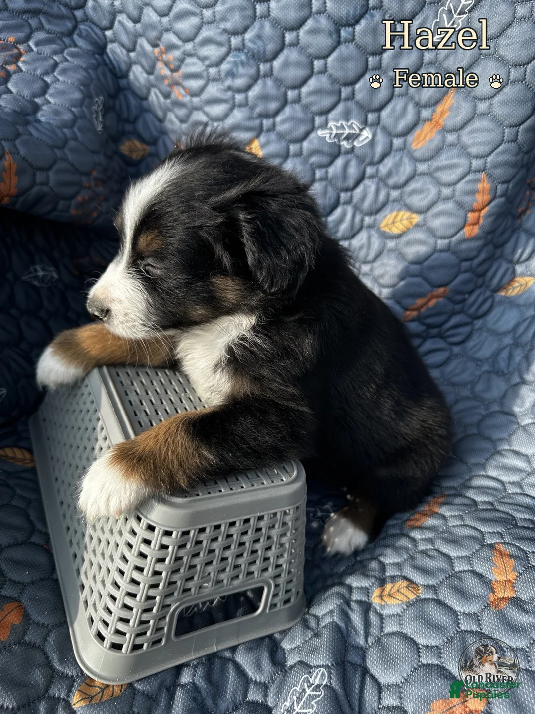 Australian Shepherd dogs for sale: Hazel - Ad 1