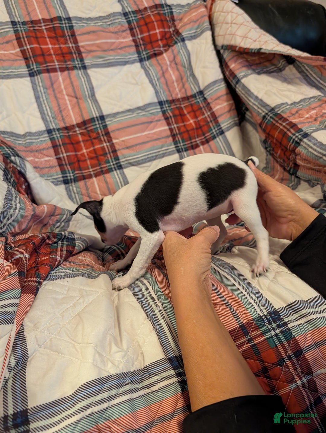 Mixed Breed dogs for sale: Phoebe - Ad 3