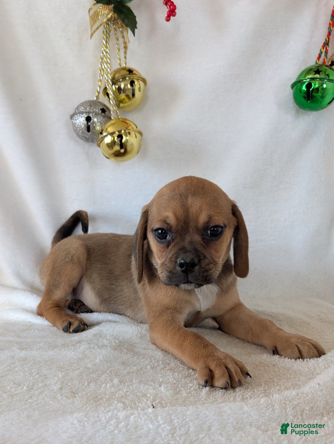 Puggle dogs for sale: Buddy  - Ad 9