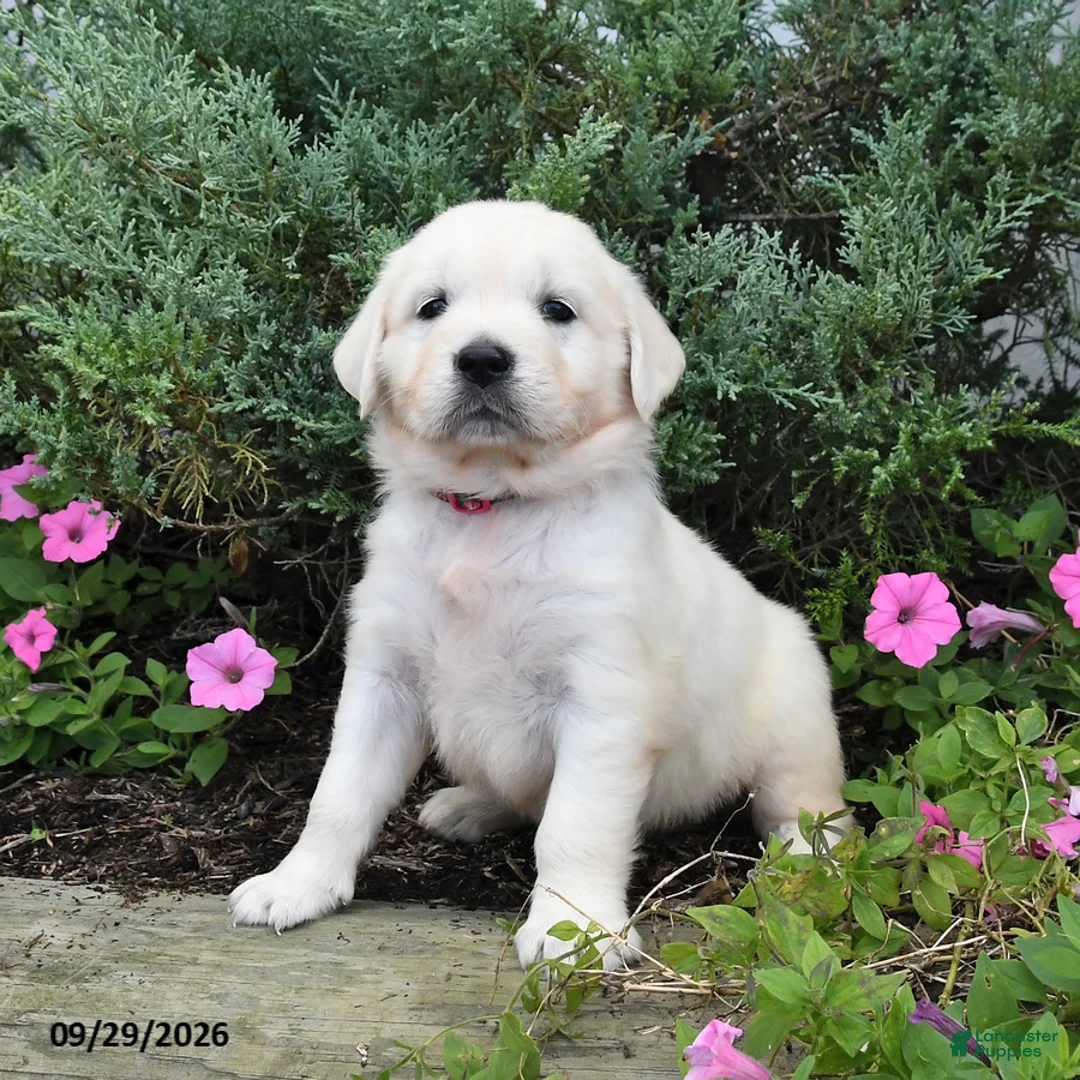 Golden Retriever dogs for sale: Diamond - Ad 2