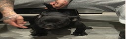 American Bully dogs for sale: Blacky - Ad 1