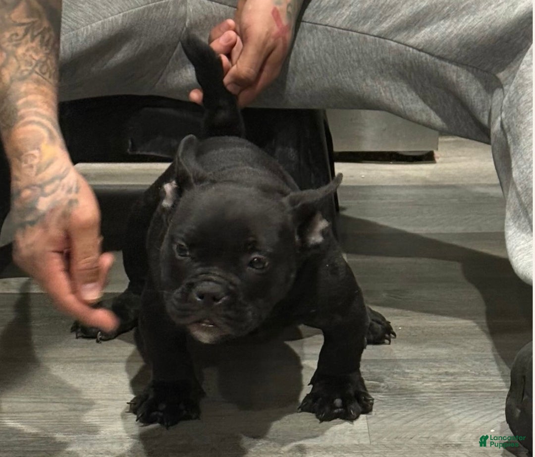 American Bully dogs for sale: Blacky - Ad 1