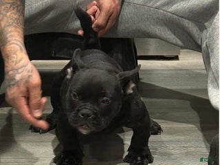 American Bully dogs Blacky - Ad 31