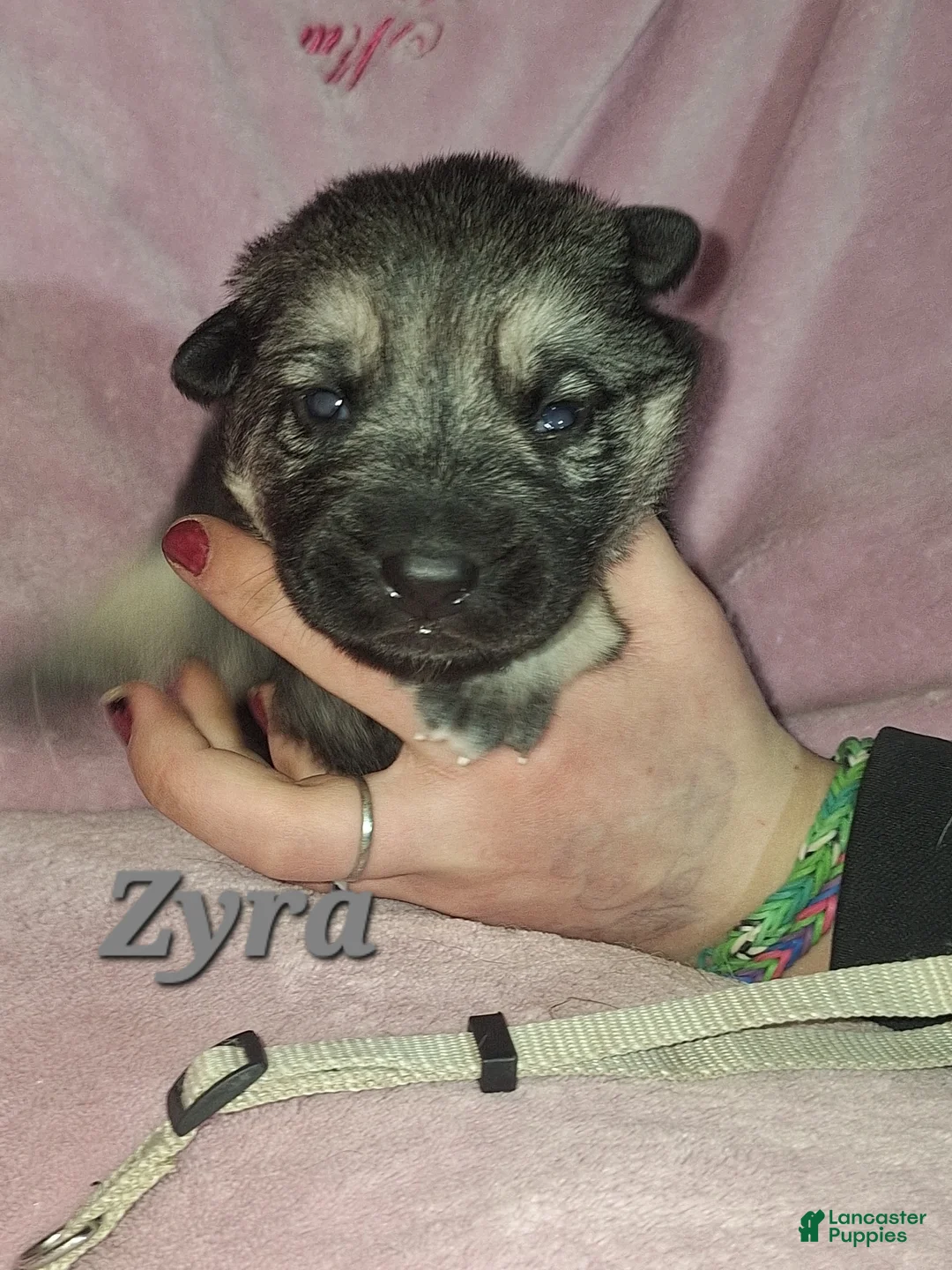 German Shepherd dogs for sale: Zyra - Ad 2