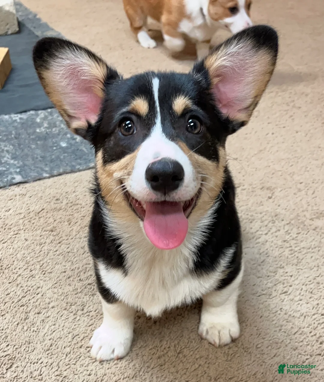 Welsh Corgi Pembroke dogs for sale: Welsh Corgi Pembroke Yam - Ad 1