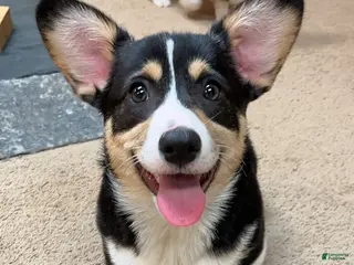 Welsh Corgi Pembroke dogs Welsh Corgi Pembroke Yam - Ad 30