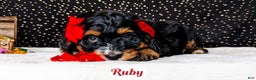 Bernedoodle dogs for sale: Ruby - Ad 6
