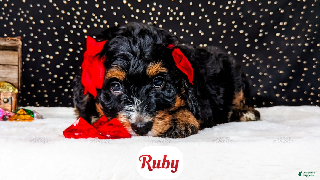 Bernedoodle dogs for sale: Ruby - Ad 6