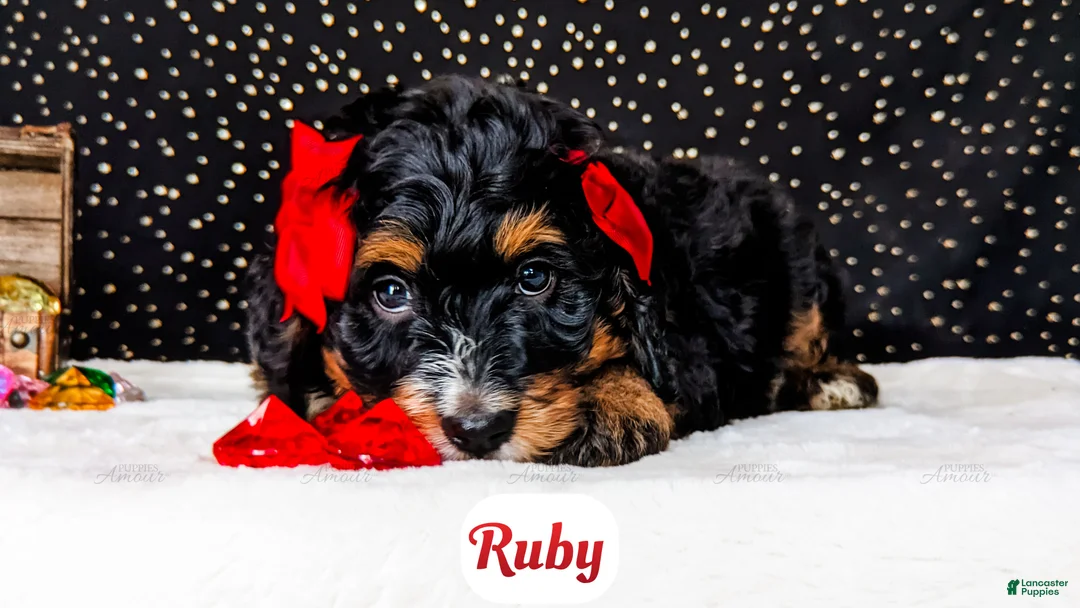 Bernedoodle dogs for sale: Ruby - Ad 6