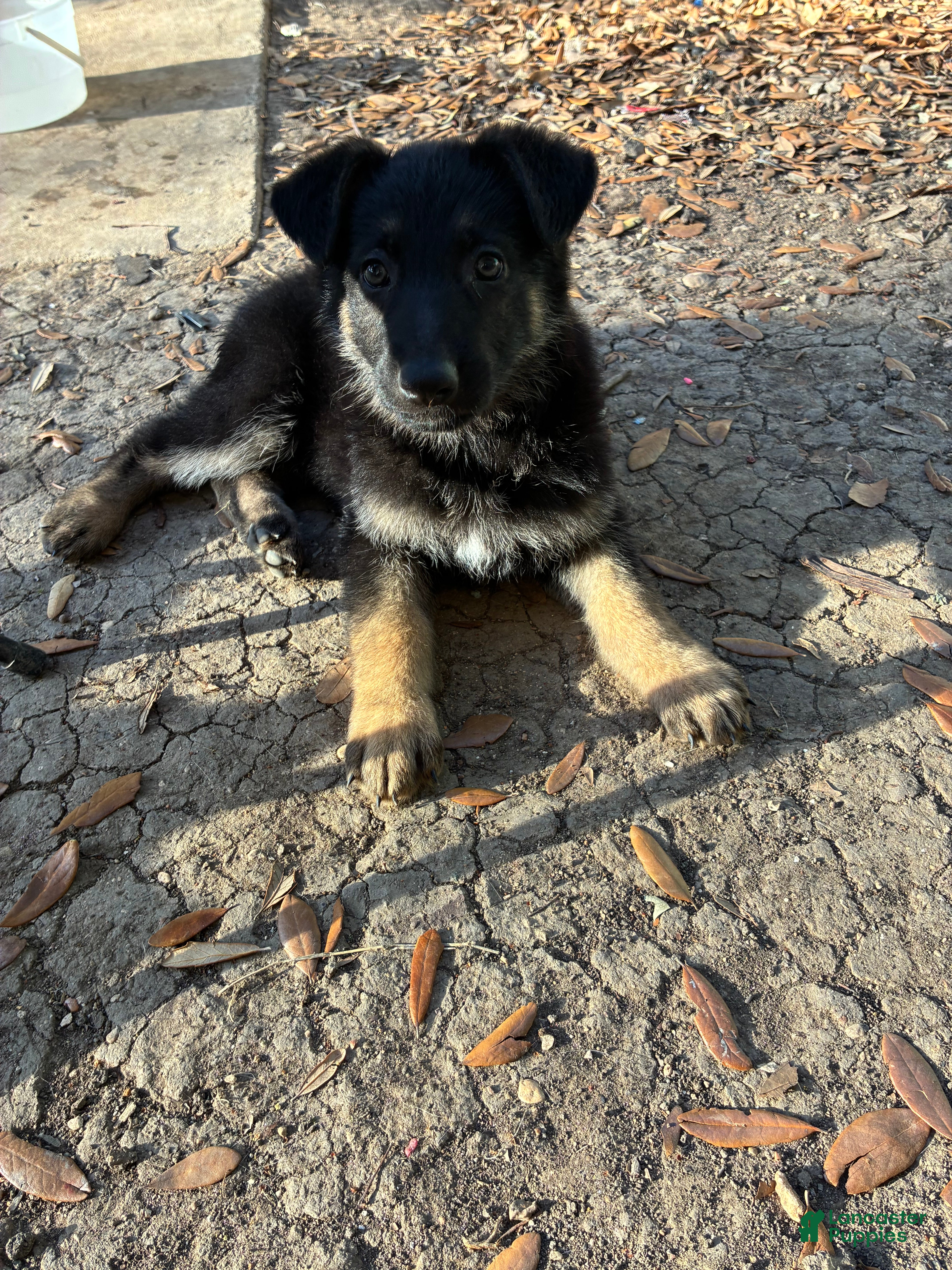 German Shepherd dogs Pup 1 - Ad 41