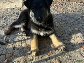 German Shepherd dogs Pup 1 - Ad 42