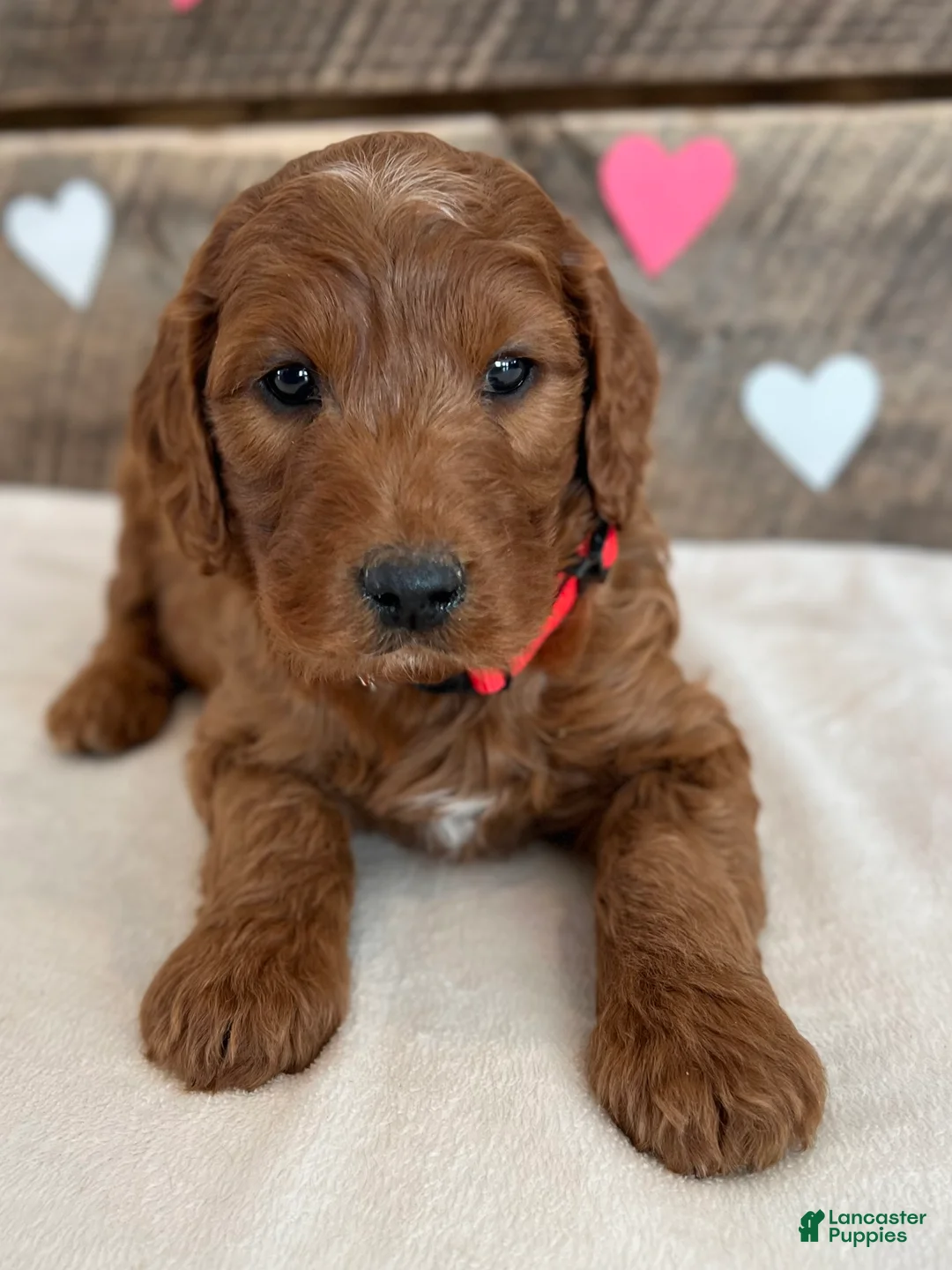 Irish Doodle dogs for sale: Scarlett - Ad 5