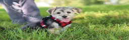 Morkie dogs for sale: Levi - Ad 6