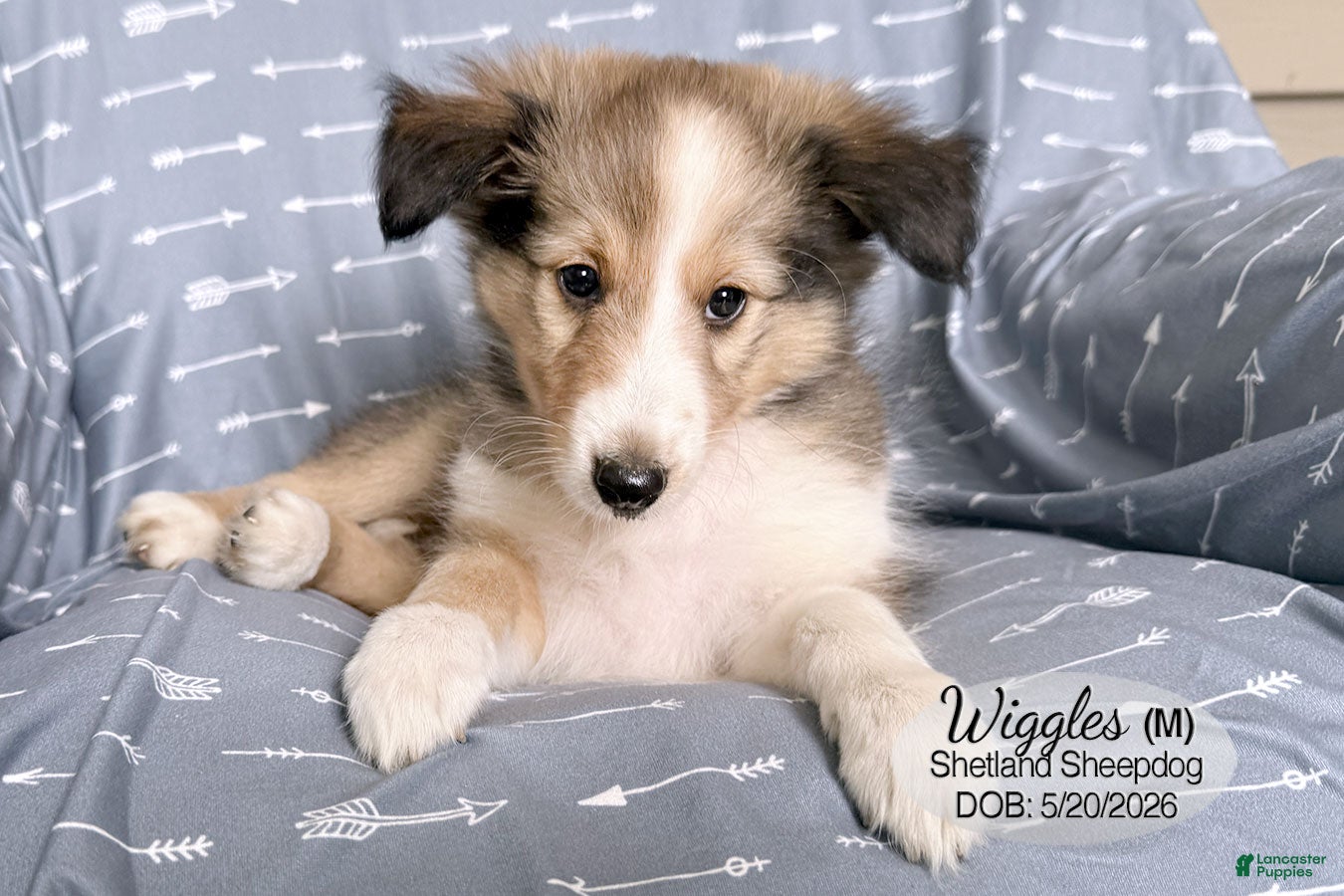 Shetland Sheepdog dogs Wiggles - Ad 2