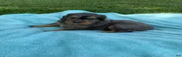 Mini Bernedoodle dogs for sale: Cody - Ad 6
