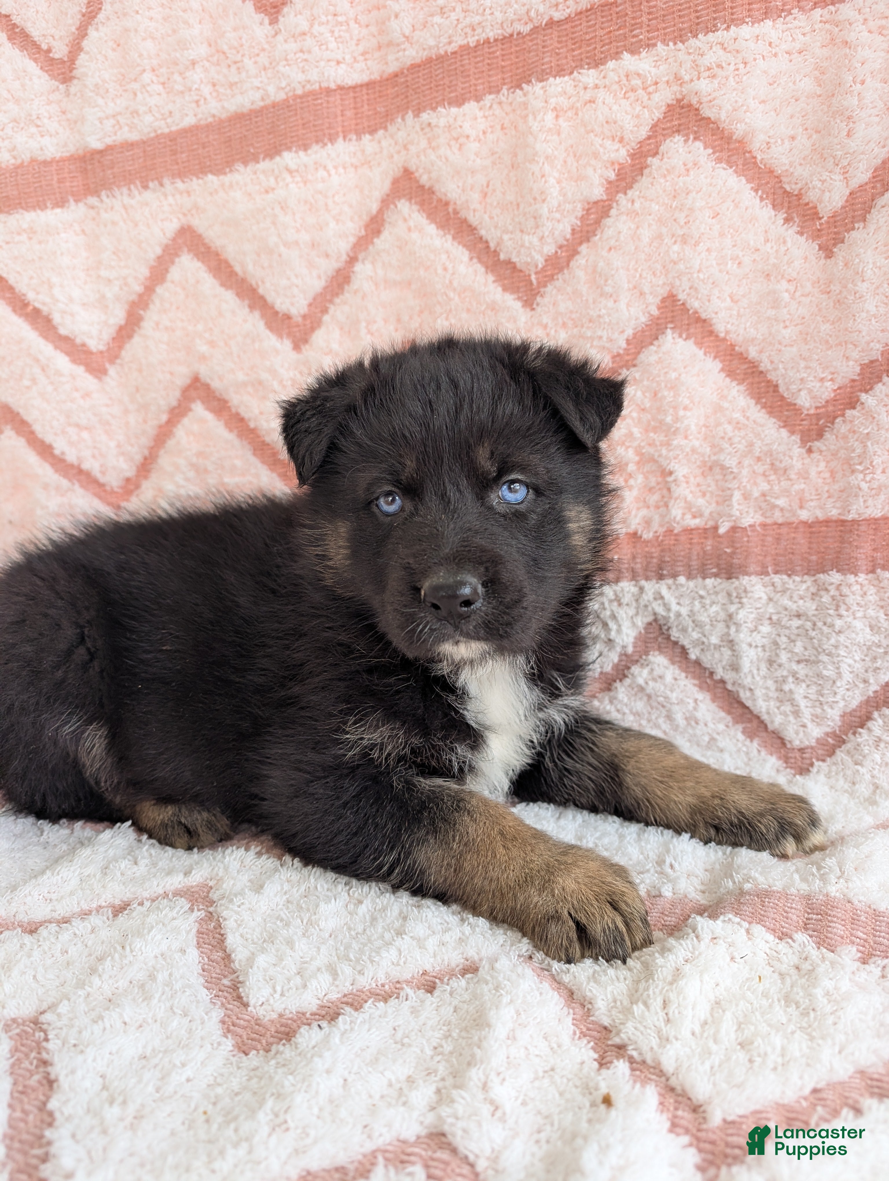 Gerberian Shepsky dogs Camilla  - Ad 2