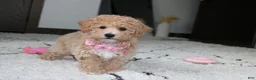 Bichpoo dogs for sale: Aubrey - Ad 3