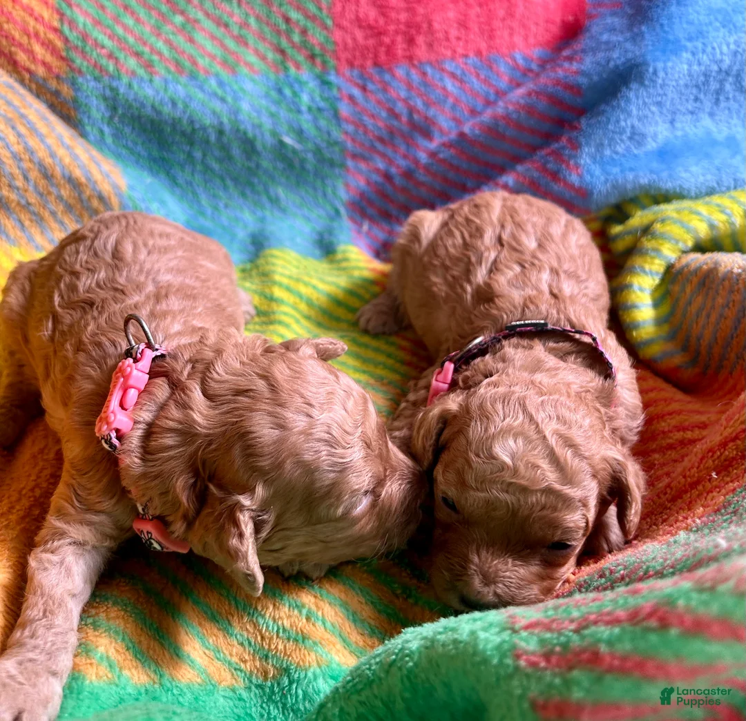 Cavapoo dogs for sale: Koda - Ad 2