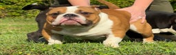 American Bully dogs for sale: American Bully Puppy 1 - Ad 1