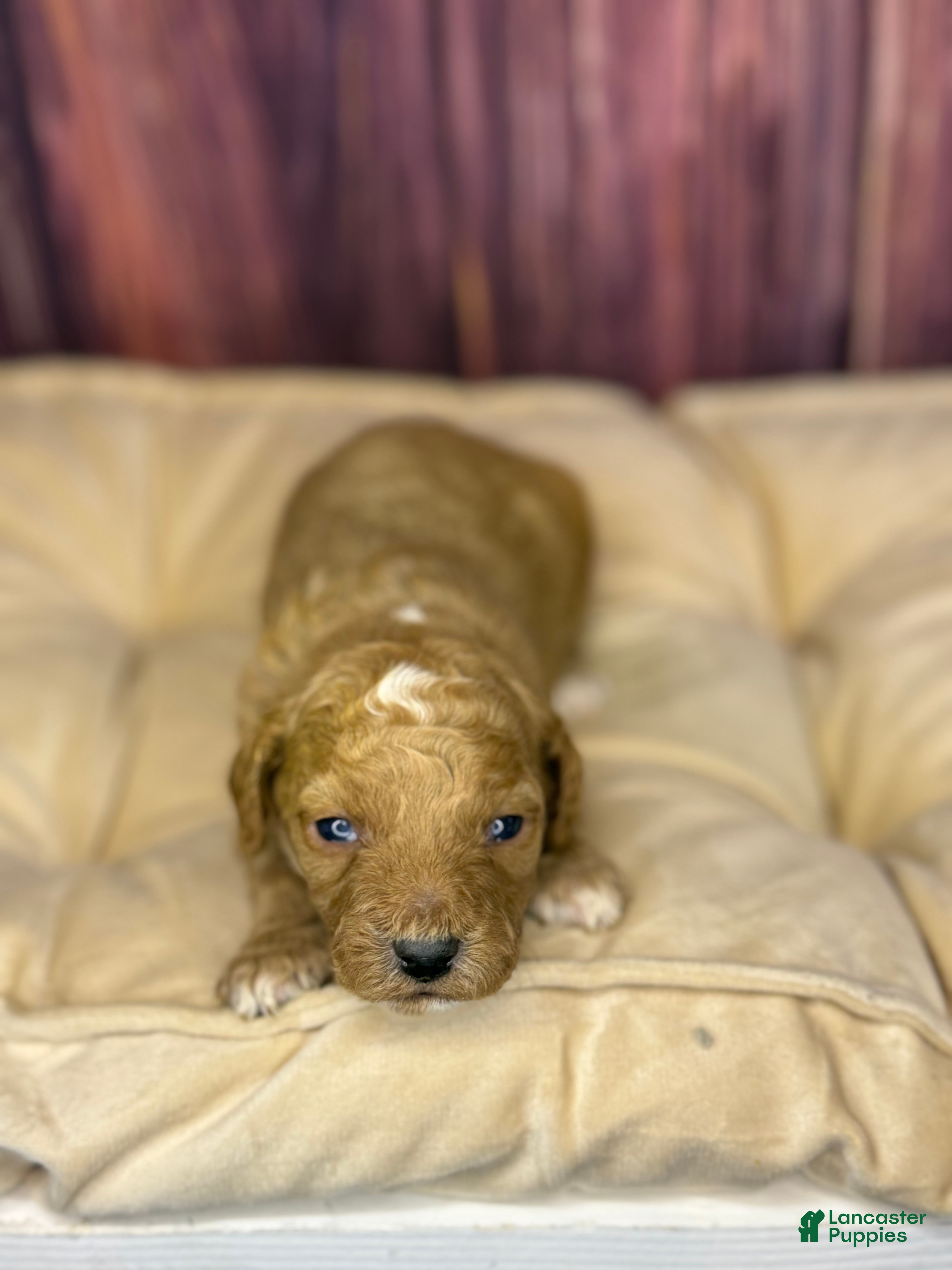 Miniature Poodle dogs Redrick - Ad 10