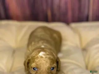 Miniature Poodle dogs Redrick - Ad 10