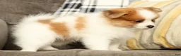 Pomeranian dogs for sale: Mason - Ad 5